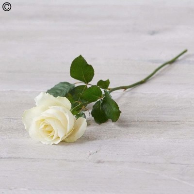 Single Ivory Rose