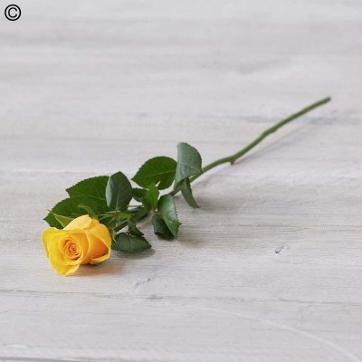 Single Yellow Rose