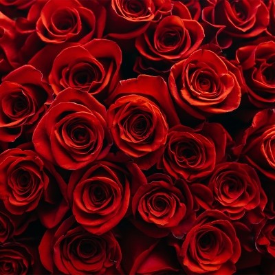 Red Roses